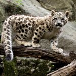 Pakistan seeks return of snow leopard