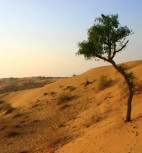 Thar Desert in Sindh