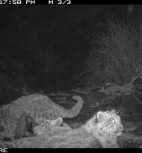 Three snow leopards snapped in a single capture in Khunjerab National Park