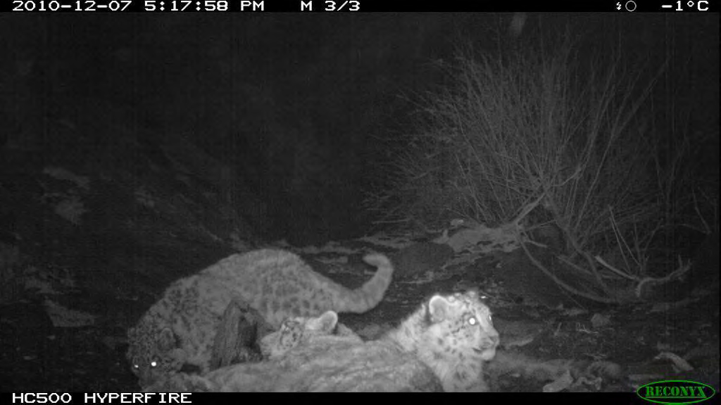 Three snow leopards snapped in a single capture in Khunjerab National Park