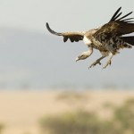 Long Billed Vulture in Flight