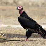 Red headed Vulture