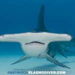 Great hammerhead