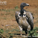 Indian Vulture