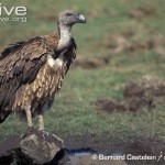 Asian white backed vulture-juvenile, PC: arkive.org