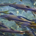 A shoal of Golden Mahseer..