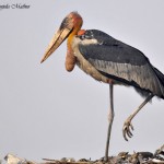 Greater Adjutant