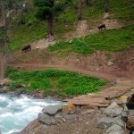 Bankhwar nala, Anakar valley #Swat