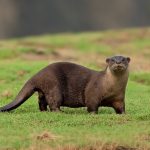 Smooth Coated otter, PC: indianaturewatch.net