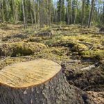 Deforestation in Punjab